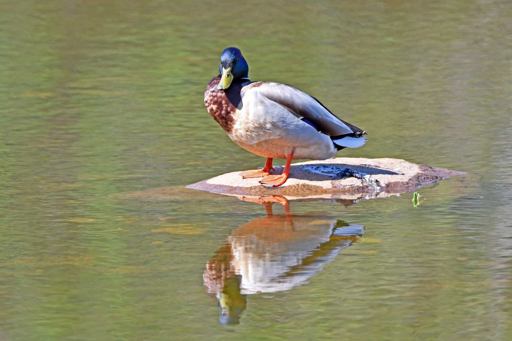 Mallard standing on a rock in the water.