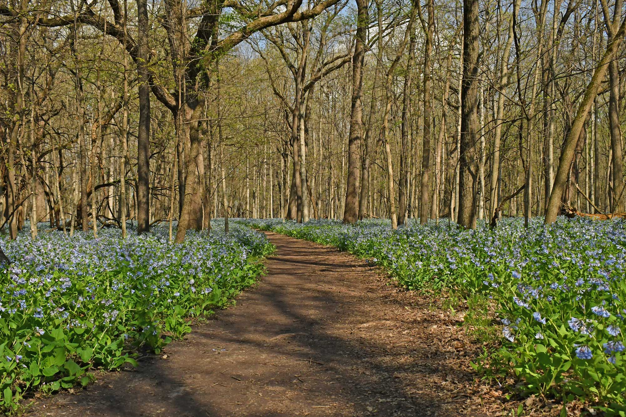 Dirt trail lined by trees and Virginia bluebells.