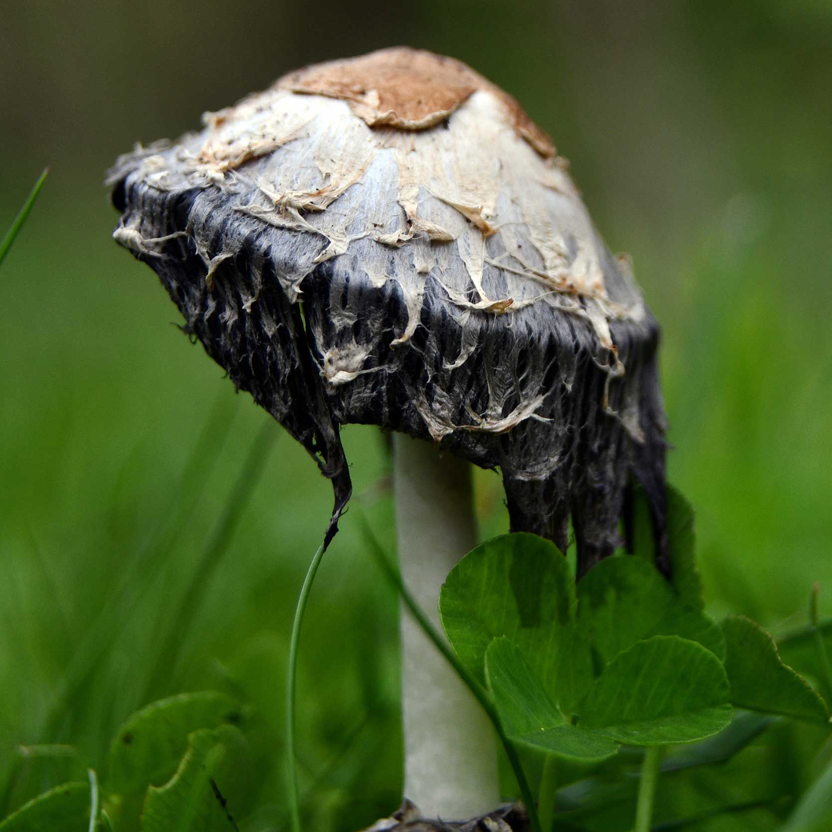 Why you should care about biodiversity