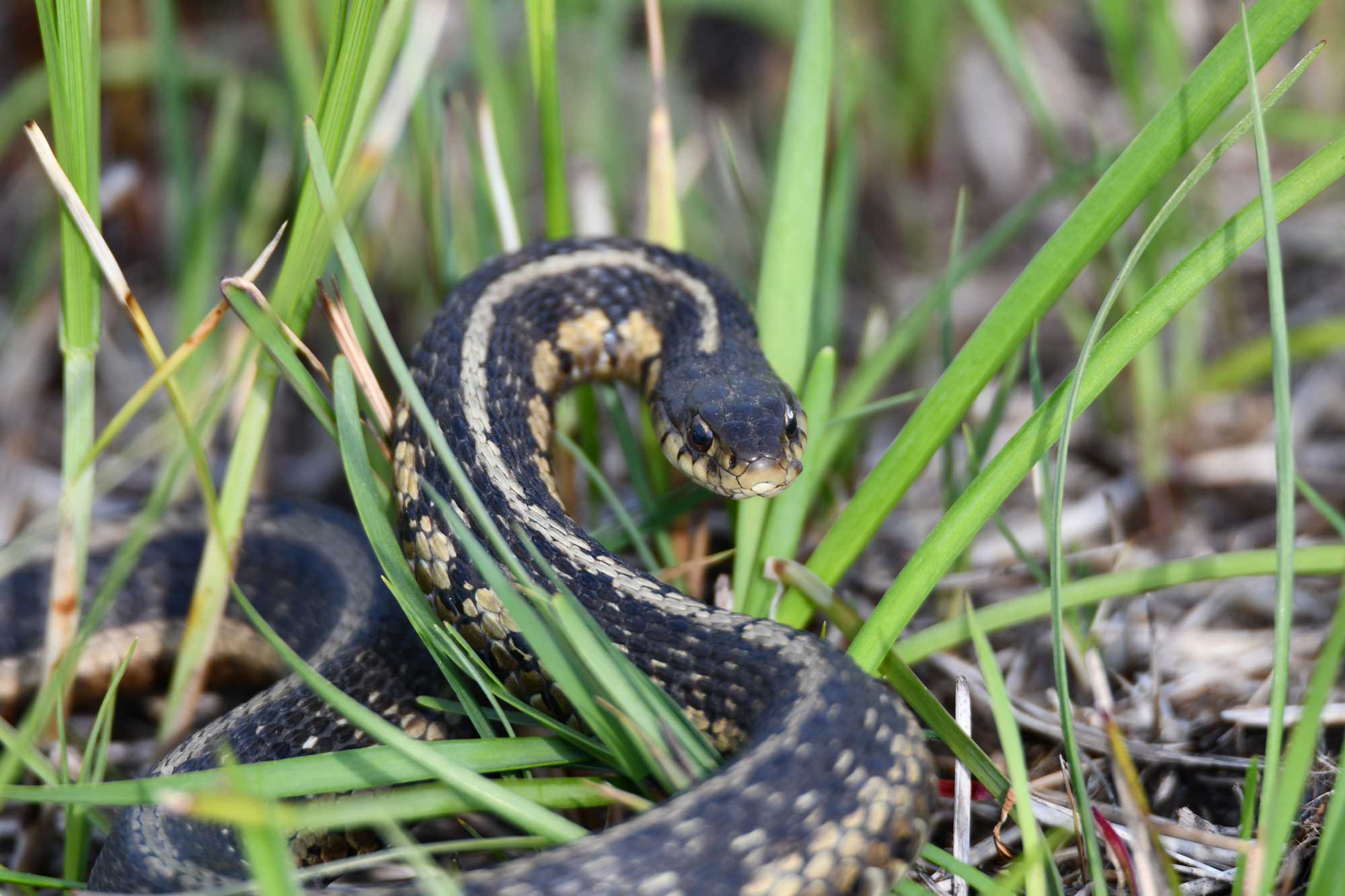 Grass snake sitting in grasses.