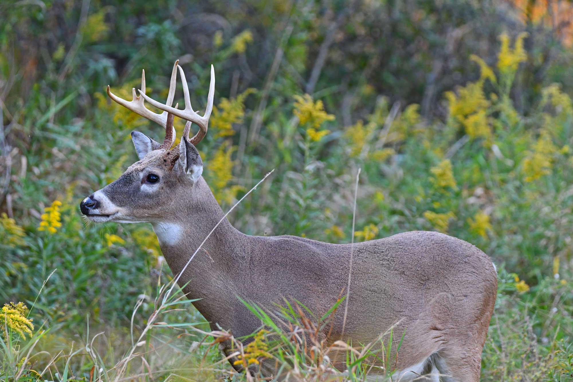 Male white-tailed deer standing in grasses and vegetation.