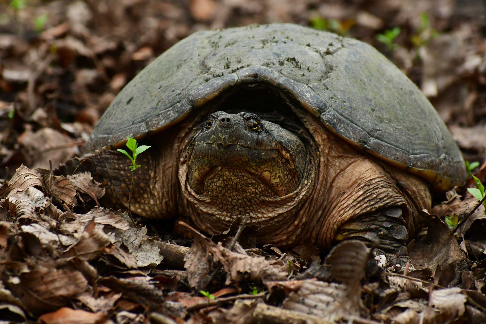 Creature feature: The powerful snapping turtle | Forest Preserve