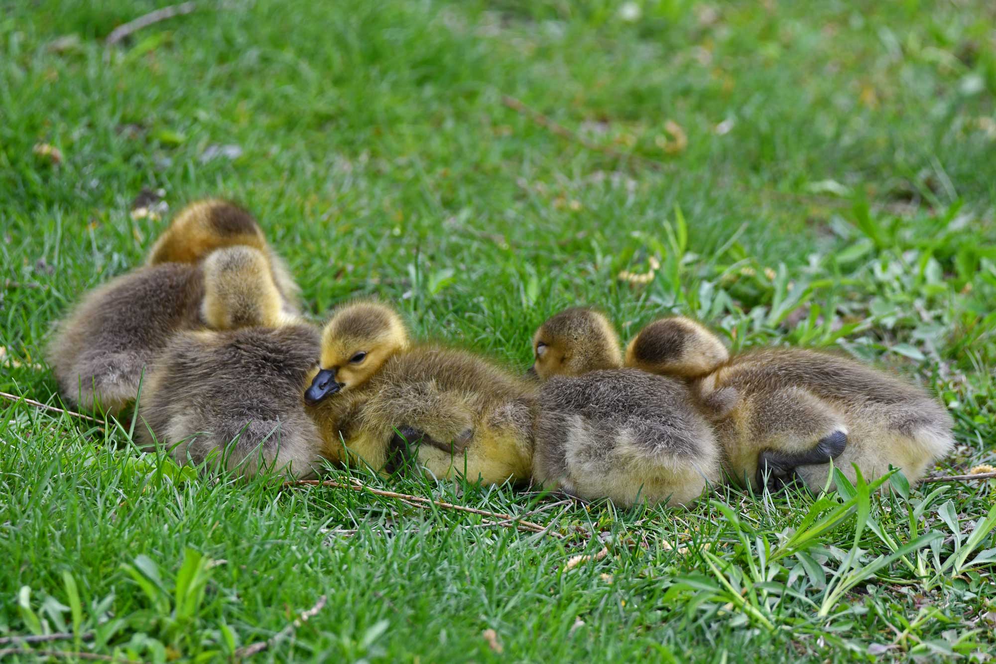 Canada goose goslings sitting in the grass.