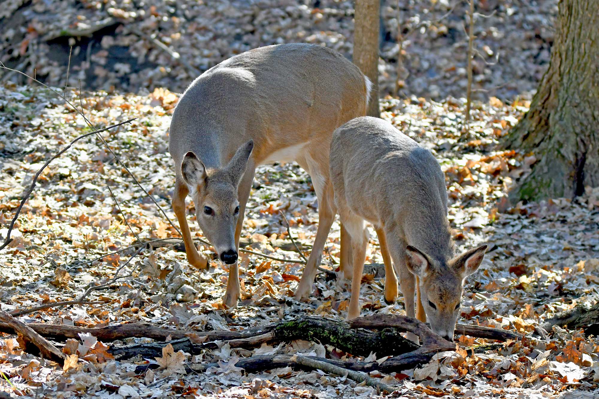 Two white-tailed deer eating vegetation walking over fallen leaves.