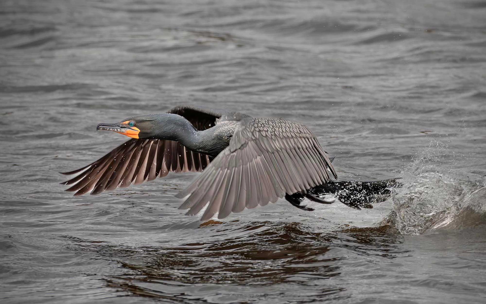 Double crested cormorant taking flight from the water with wings extended.