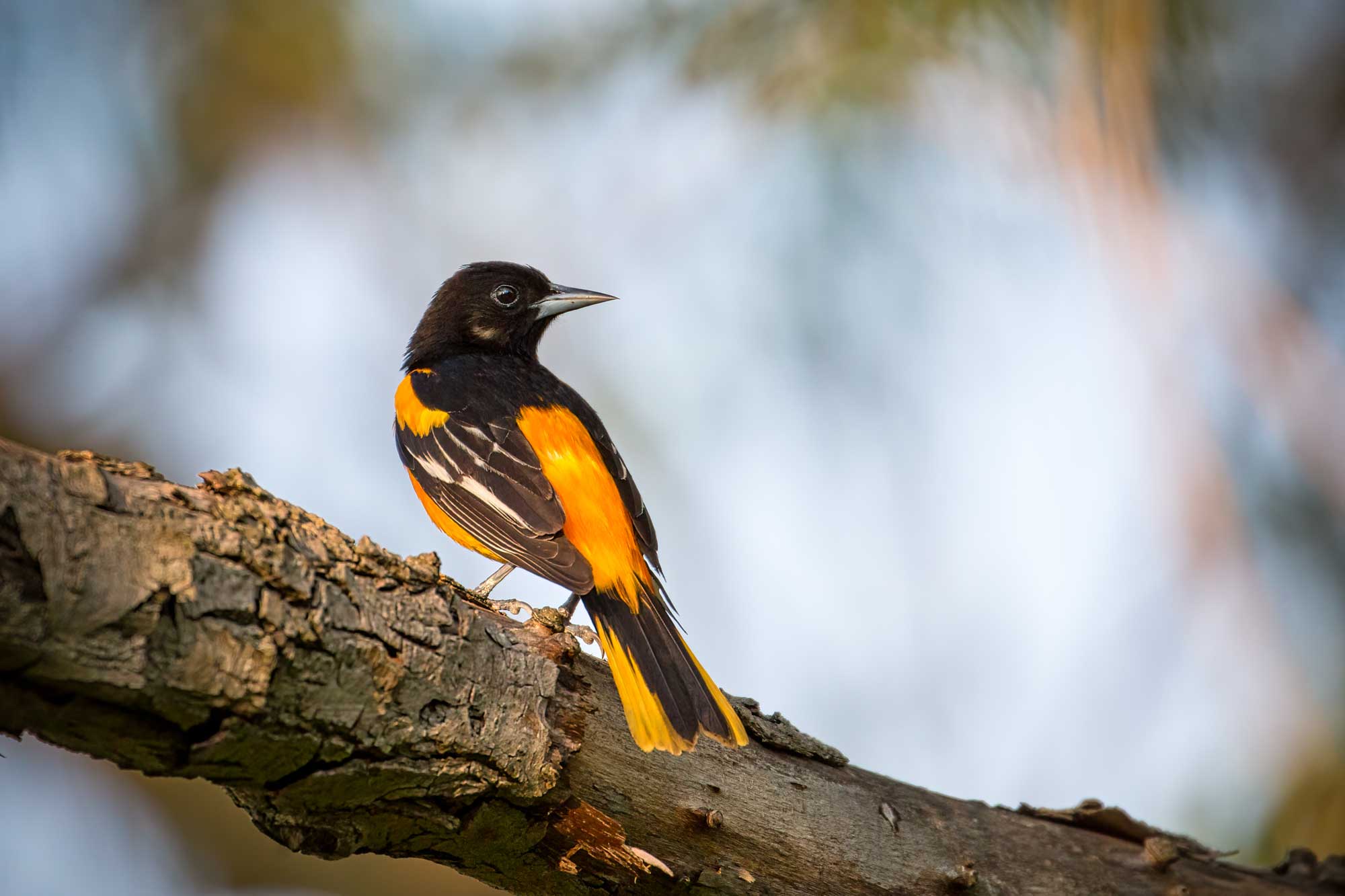 Baltimore oriole perched on a branch with vegetation in the background.