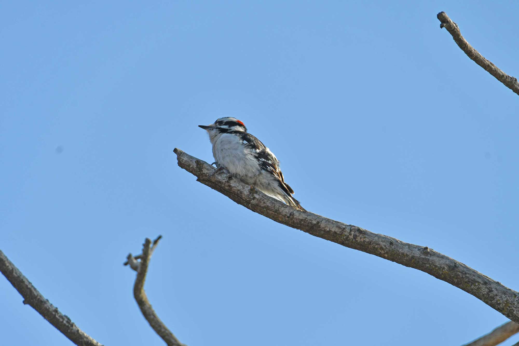 Downy woodpecker perched on a branch with the sky in the background.