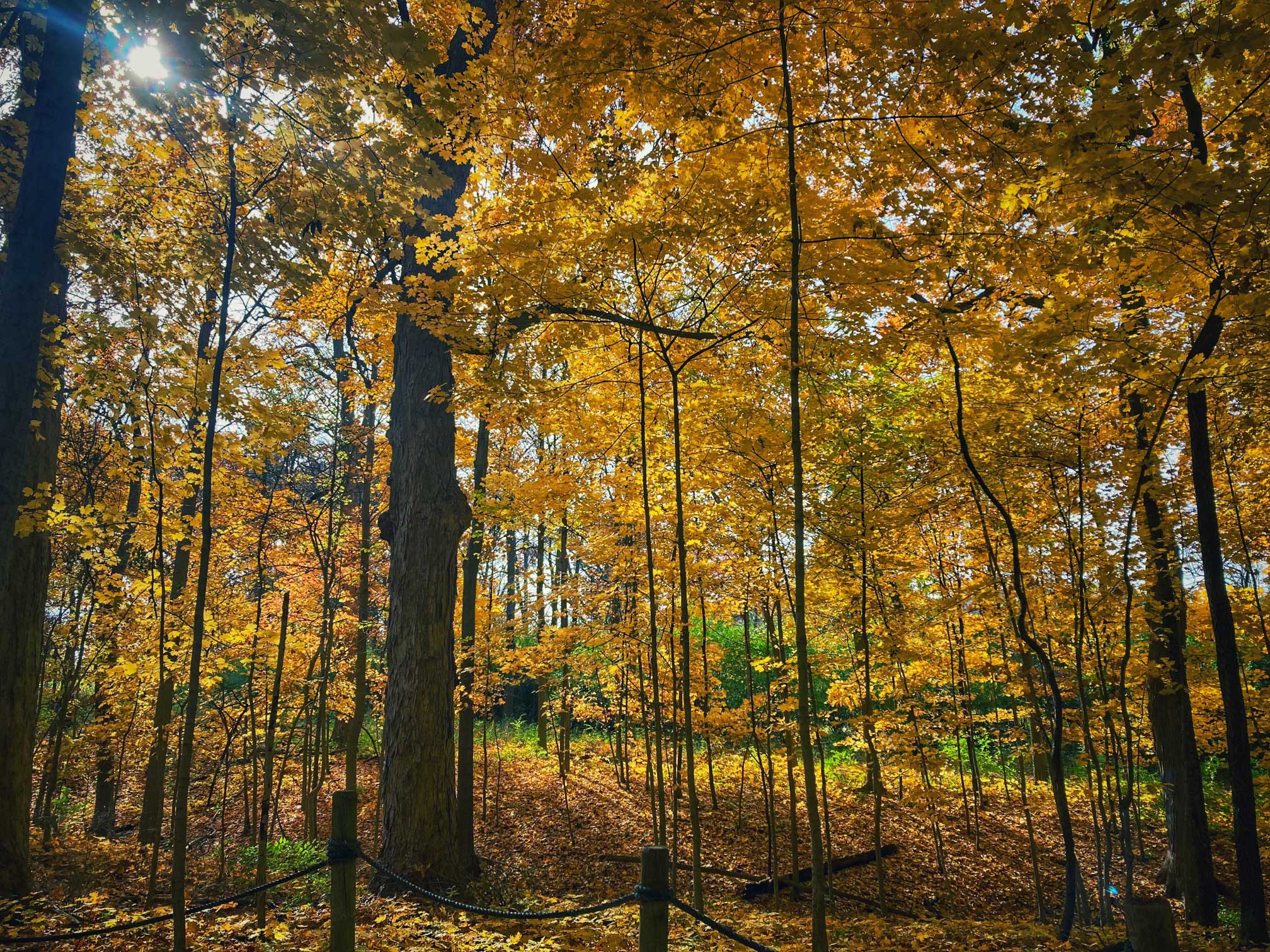 A wooded area filled with tall trees covered in golden-yellow autumn leaves. Sunlight filters through the canopy, casting a warm glow on the forest floor blanketed with fallen leaves.