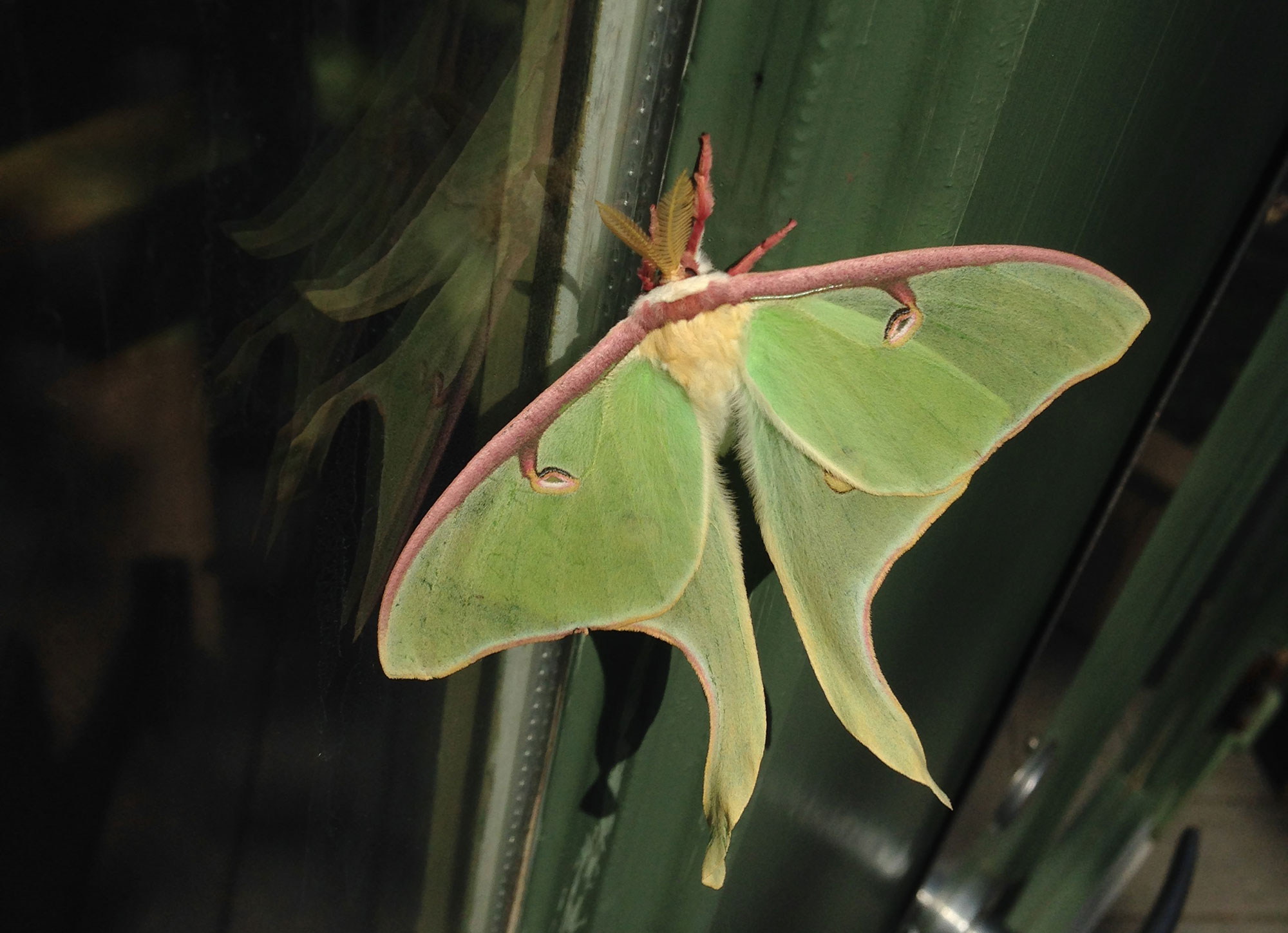 Closeup of a luna moth.