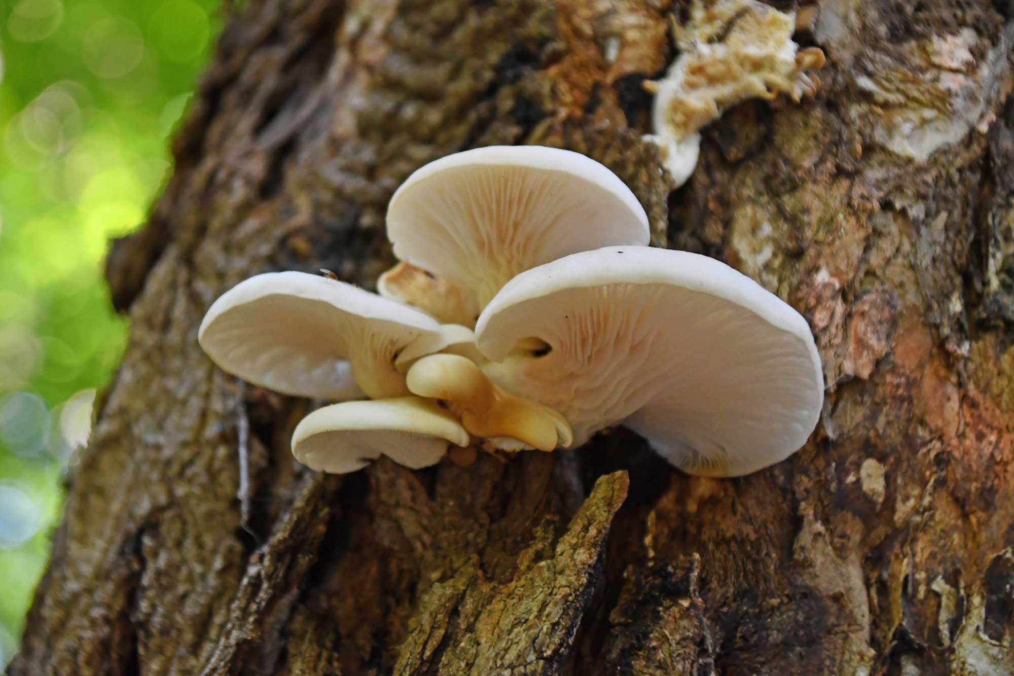Oyster mushrooms growing on the side of a tree.