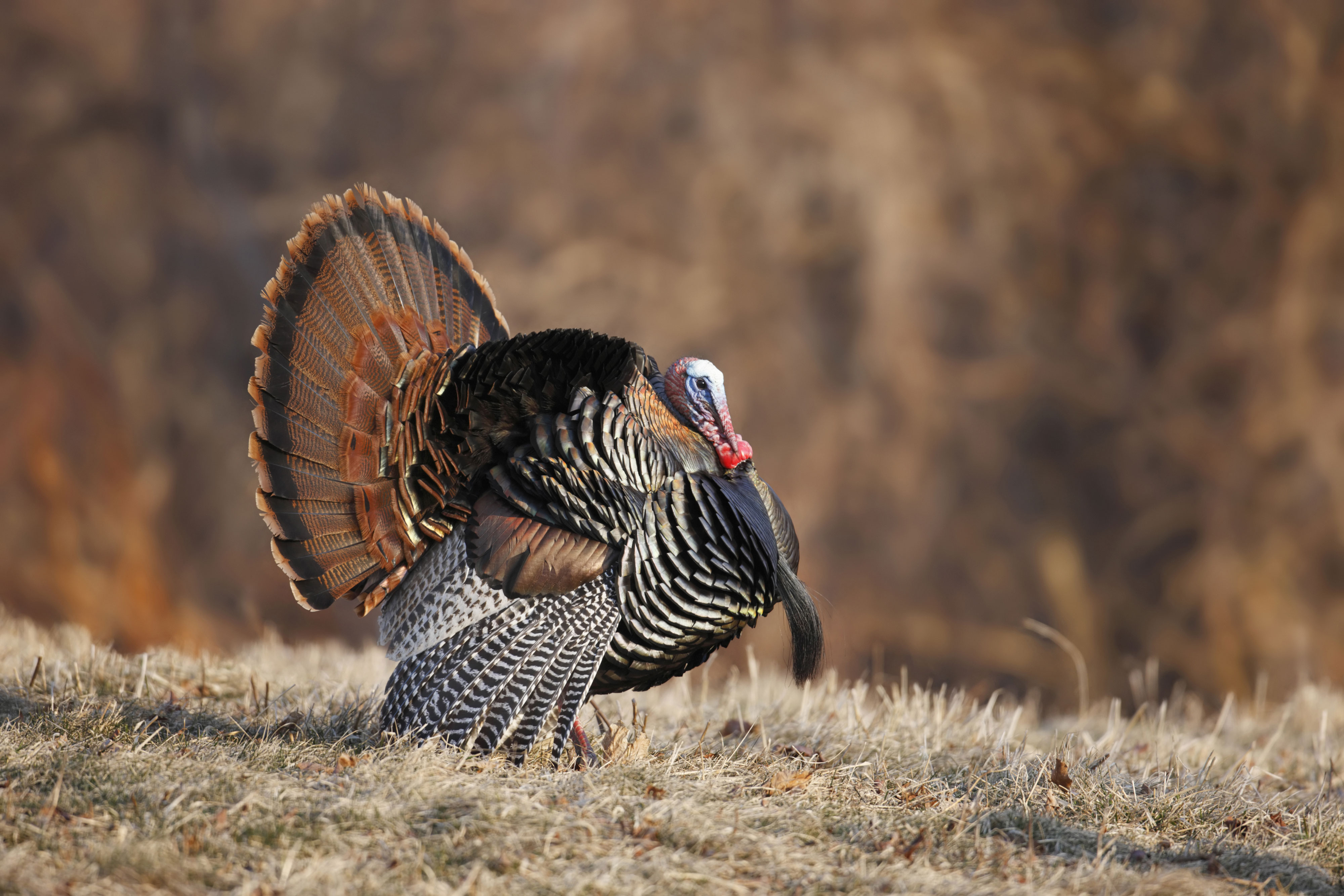A wild turkey standing in a field.