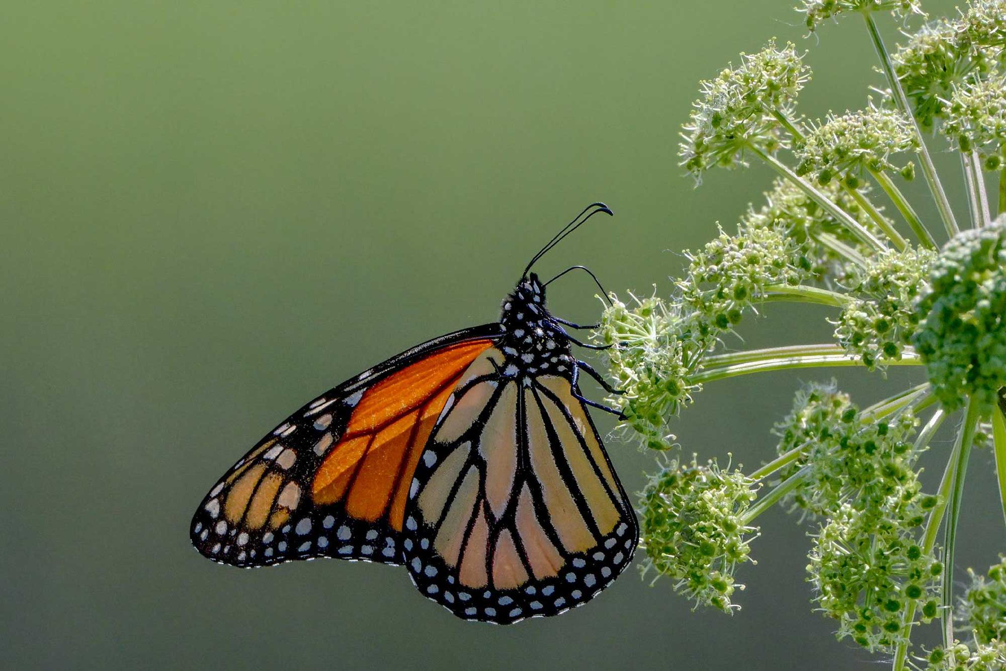 Monarch butterfly landed on vegetation.