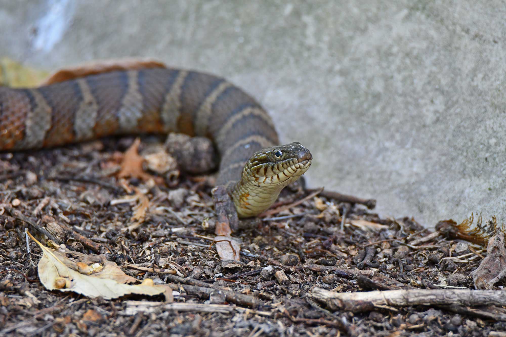 Northern water snake slithering over dirt, leaves, and sticks.