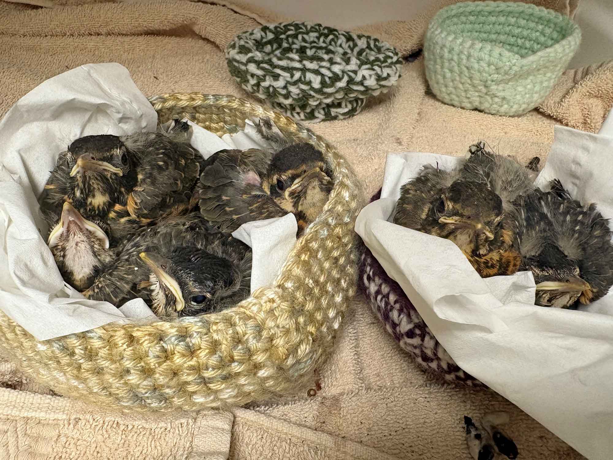 Cute, colorful crocheted nests provide a softer landing for orphaned animals