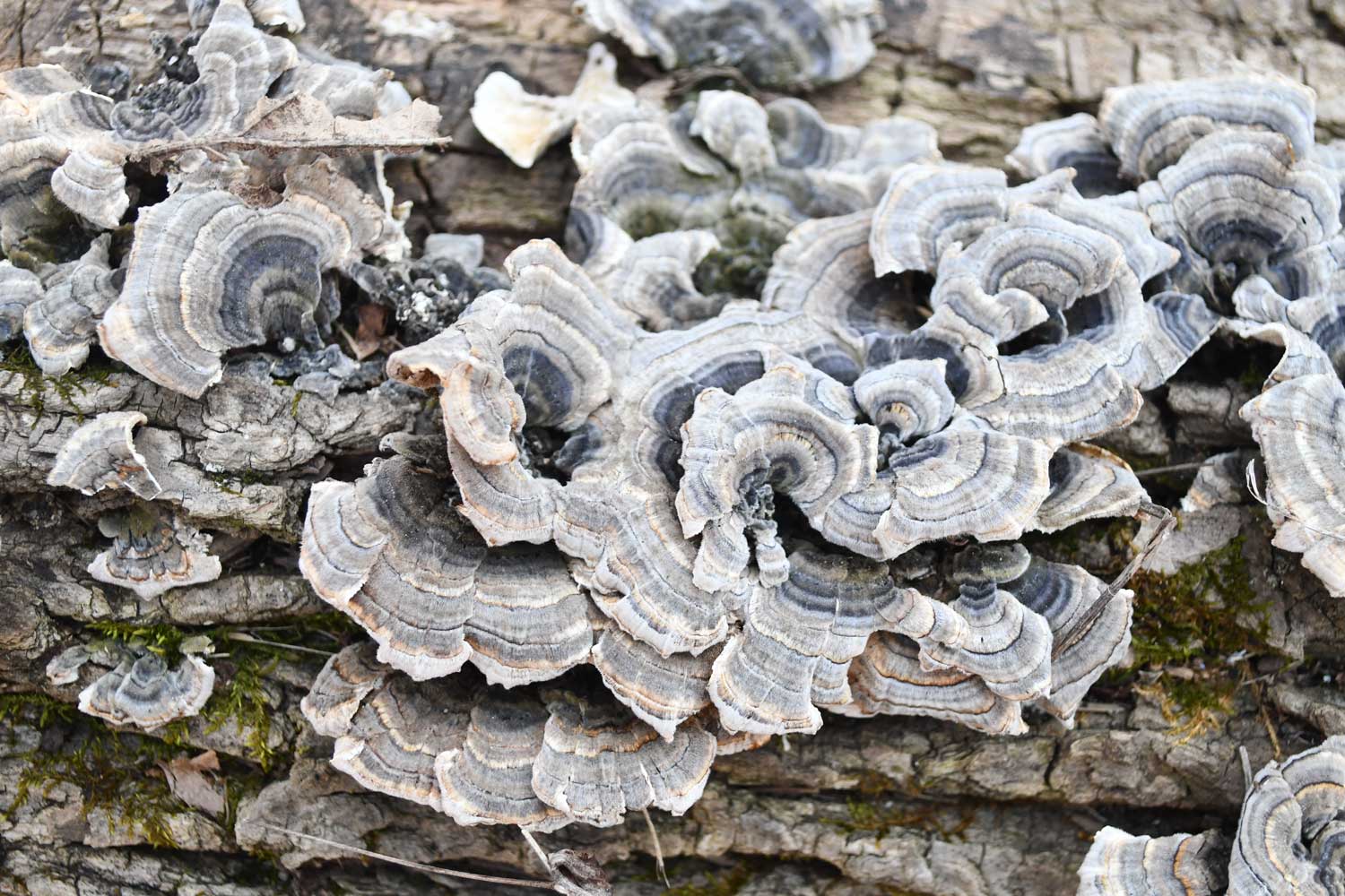 Turkey tail fungus growing on the side of a fallen tree..