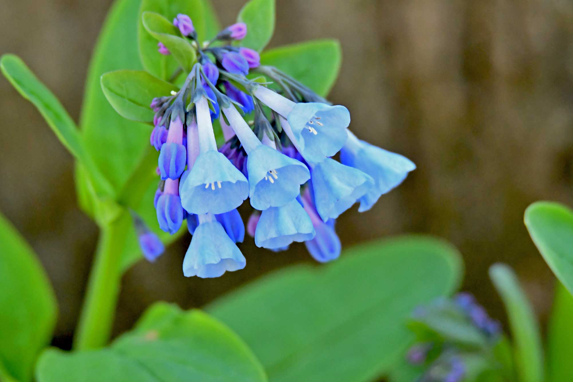 Virginia bluebells growing with purple and blue flower petals.