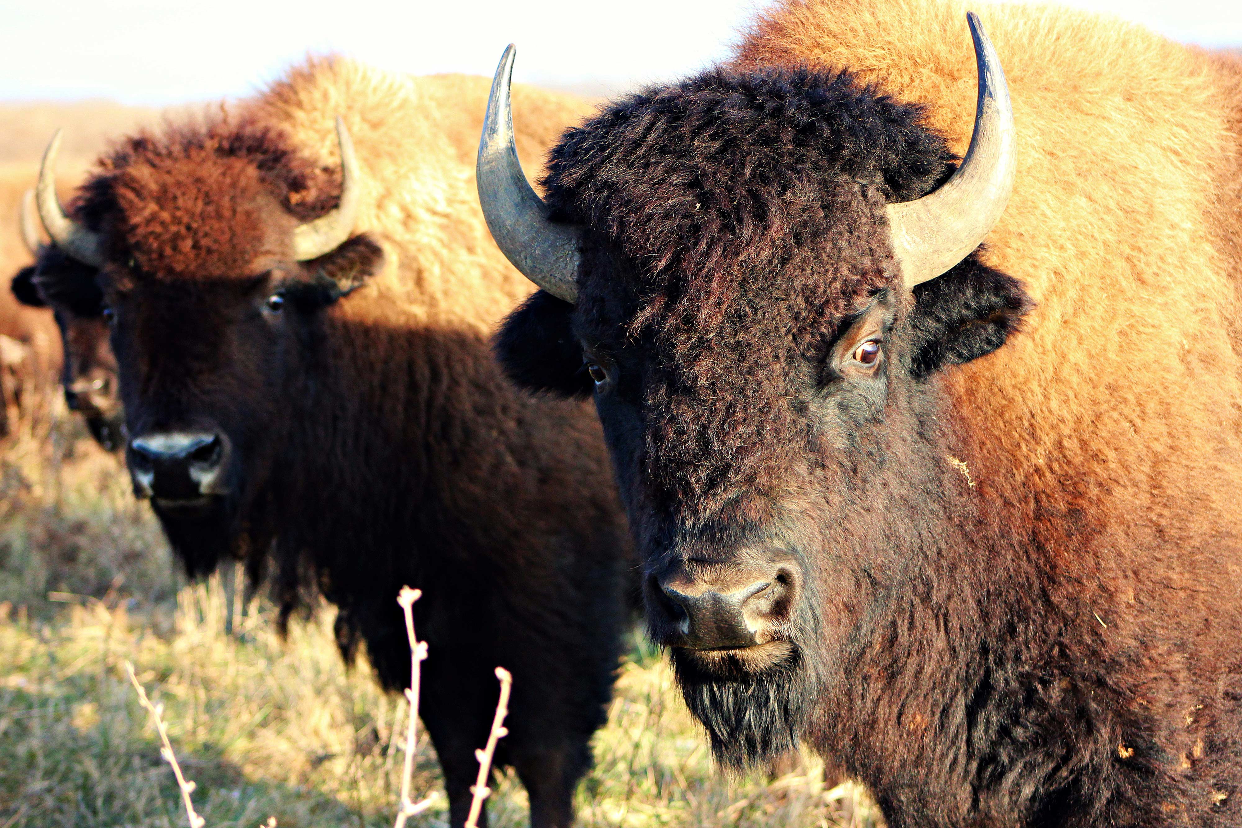 Close-up of two bison standing in a field.
