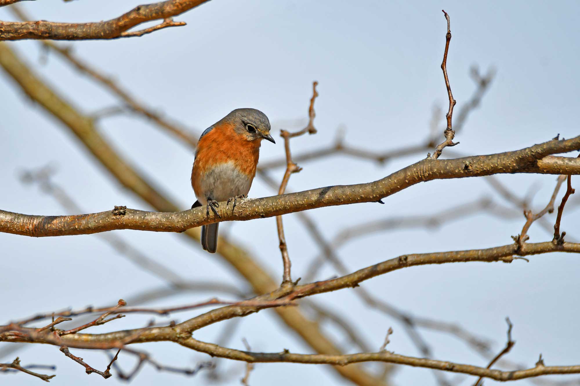 Eastern bluebird perched on a branch with other branches in the background.