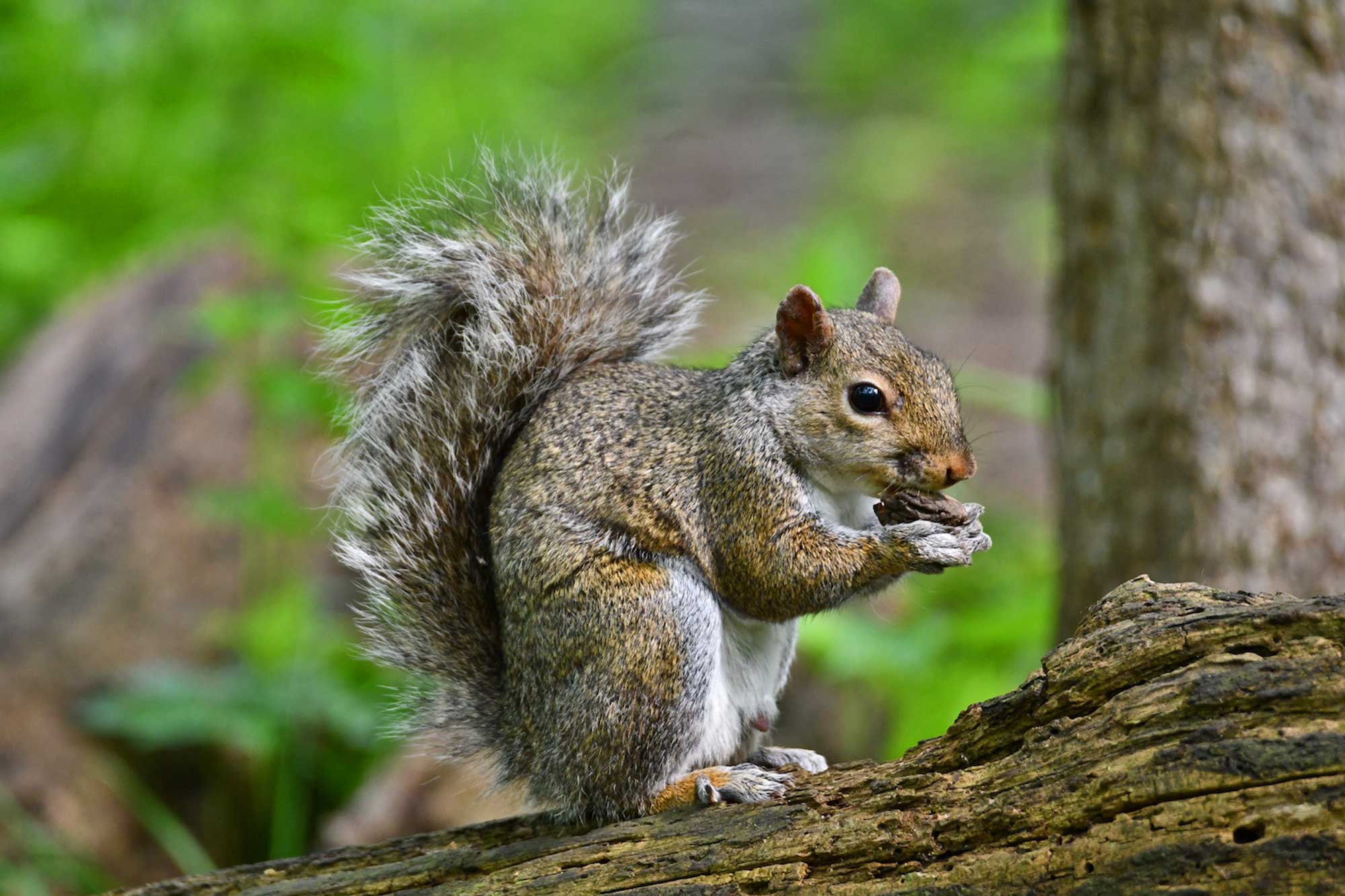 Eastern gray squirrel standing on a fallen tree eating food with vegetation in the background.