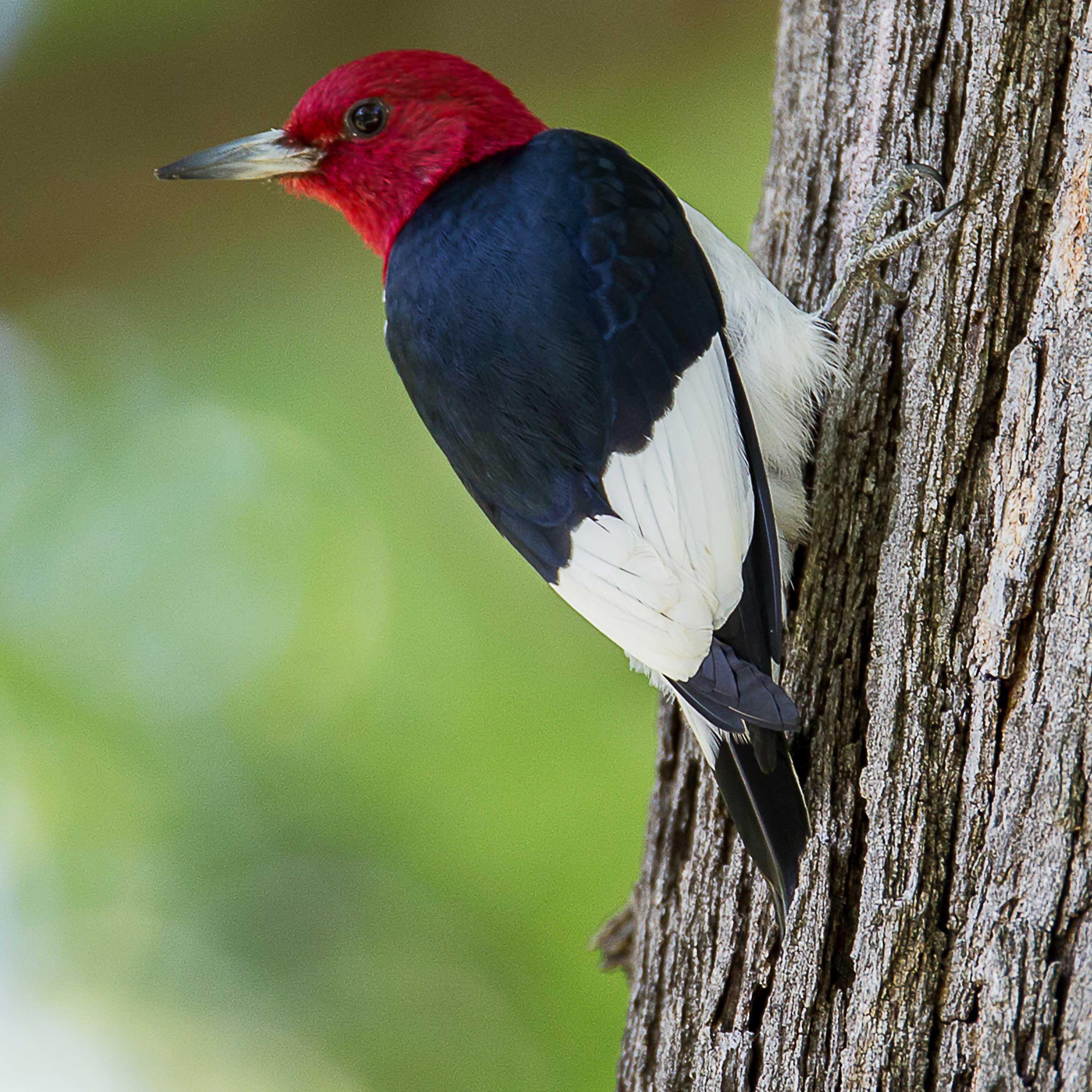 A red-headed woodpecker on tree bark.