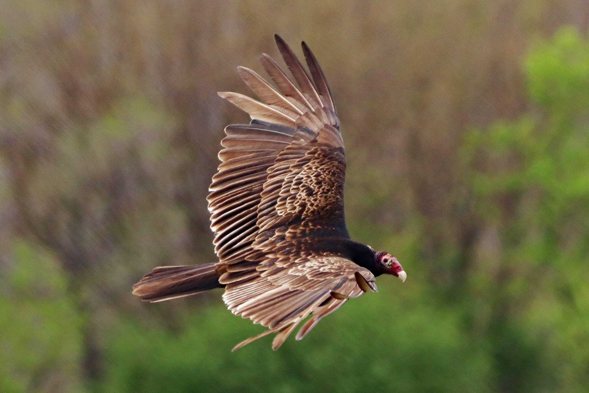 Turkey vulture flying with wings extended with trees in the background.