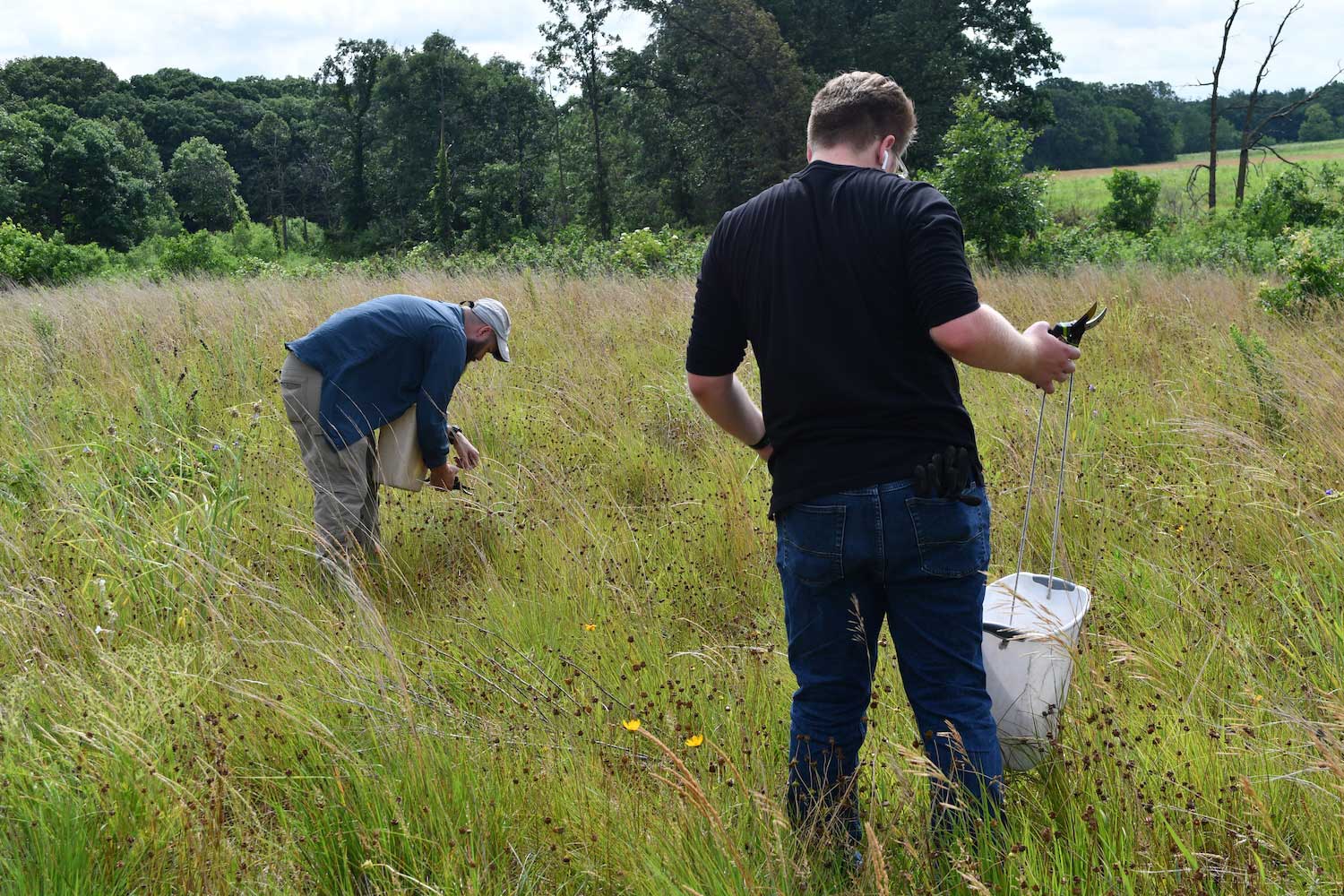 Two people in a prairie looking at plants to collect seeds.
