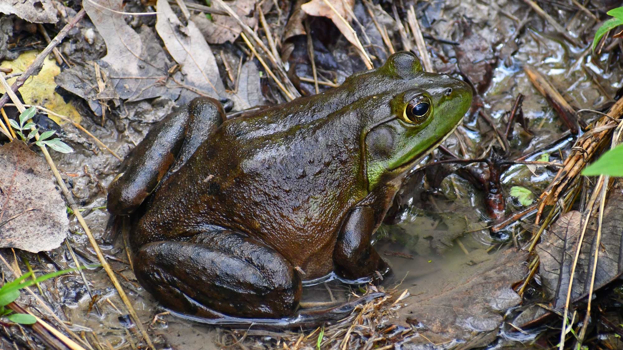 American bullfrog sitting in puddle of water with fallen leaves nearby.