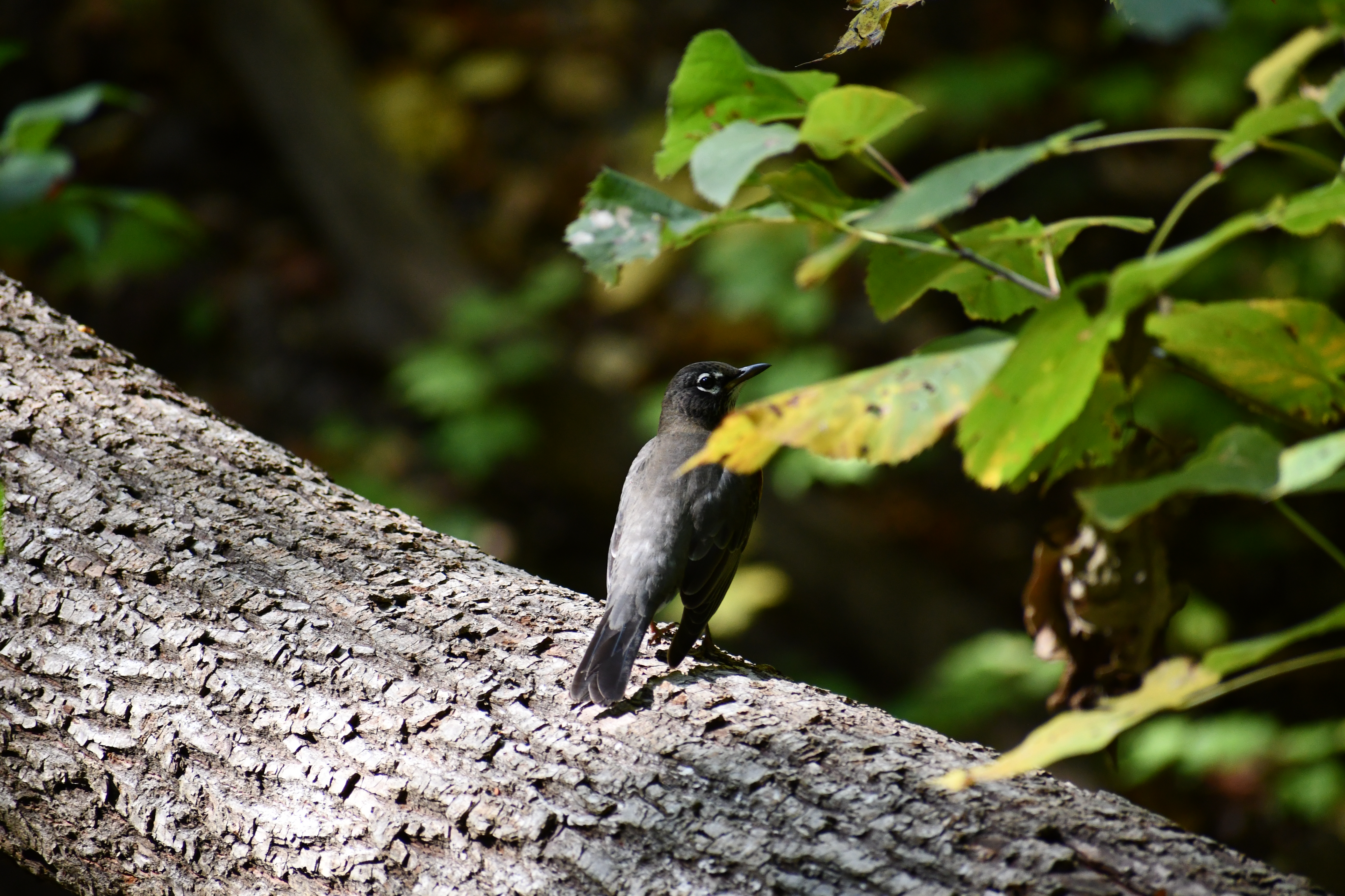 An American robin on a tree.