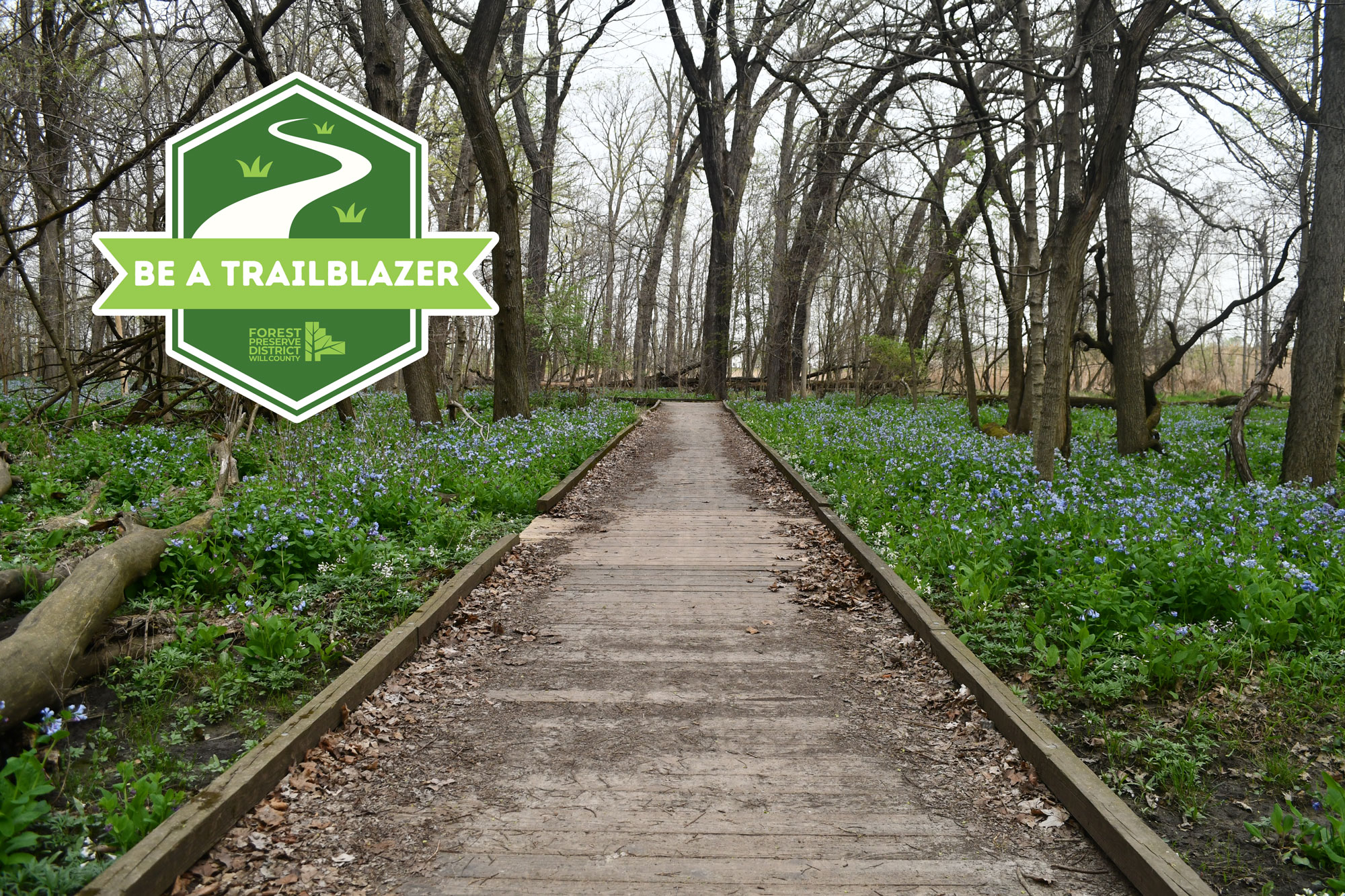 A view of a trail lined by blue flowers. 