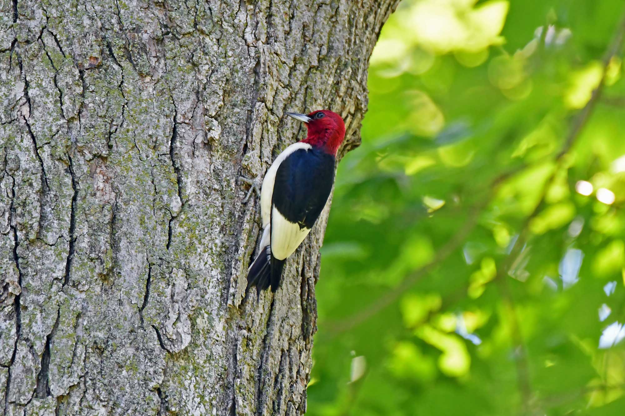 Red-headed woodpecker clinging to the side of a tree with leaves in the background.