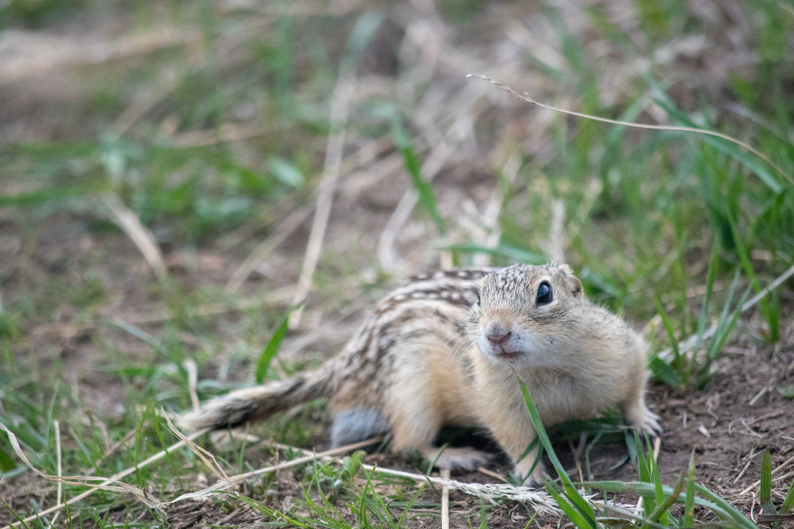 A ground squirrel in the grass.
