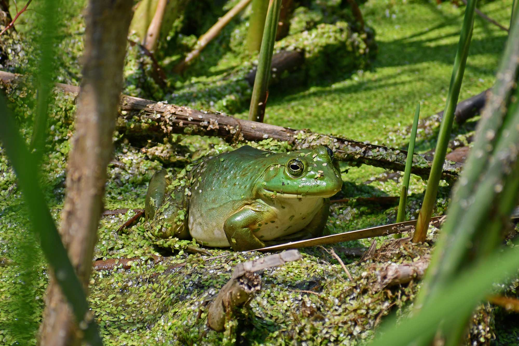 American bullfrog sitting in water surrounded by vegetation.