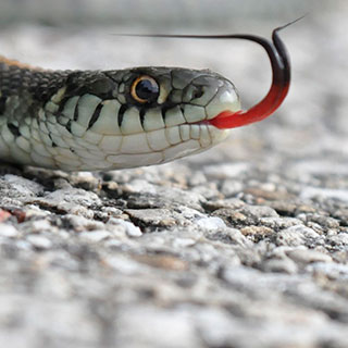 Your guide to spring snake spotting
