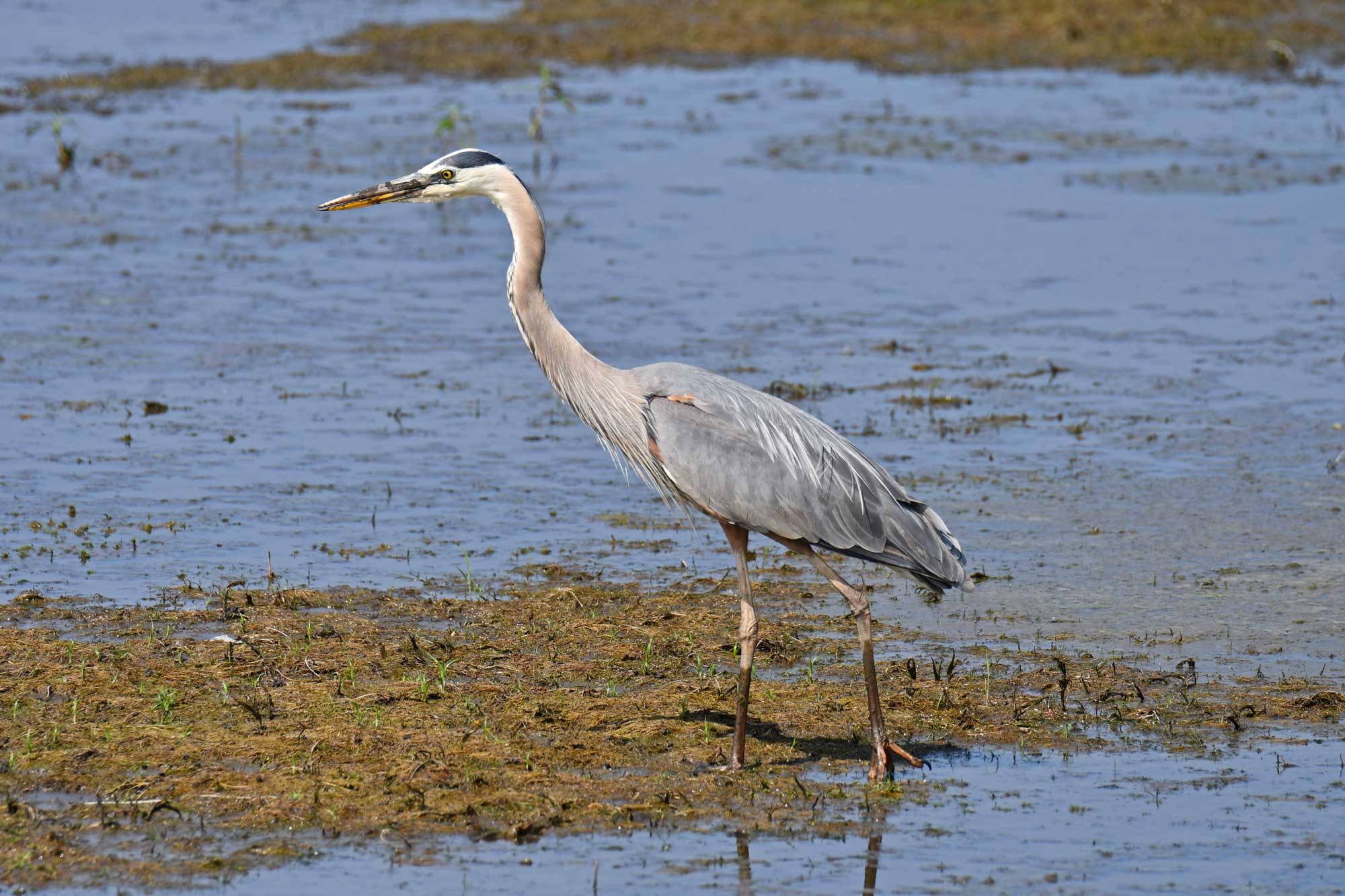 Great blue heron standing in mud and water.