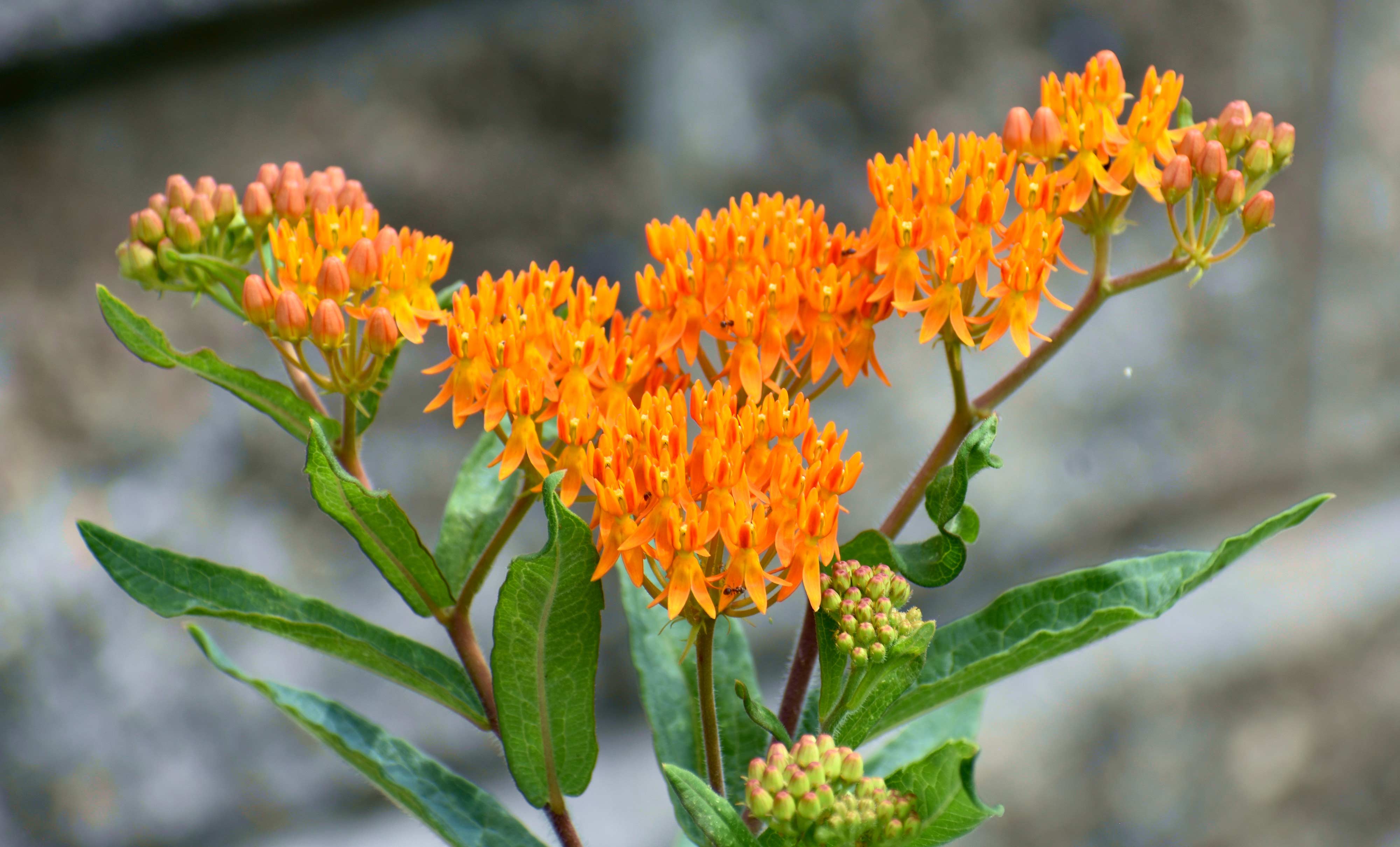 Butterfly weed.