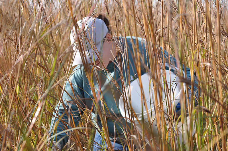 A person with a white bucket bent over in tall prairie grasses.
