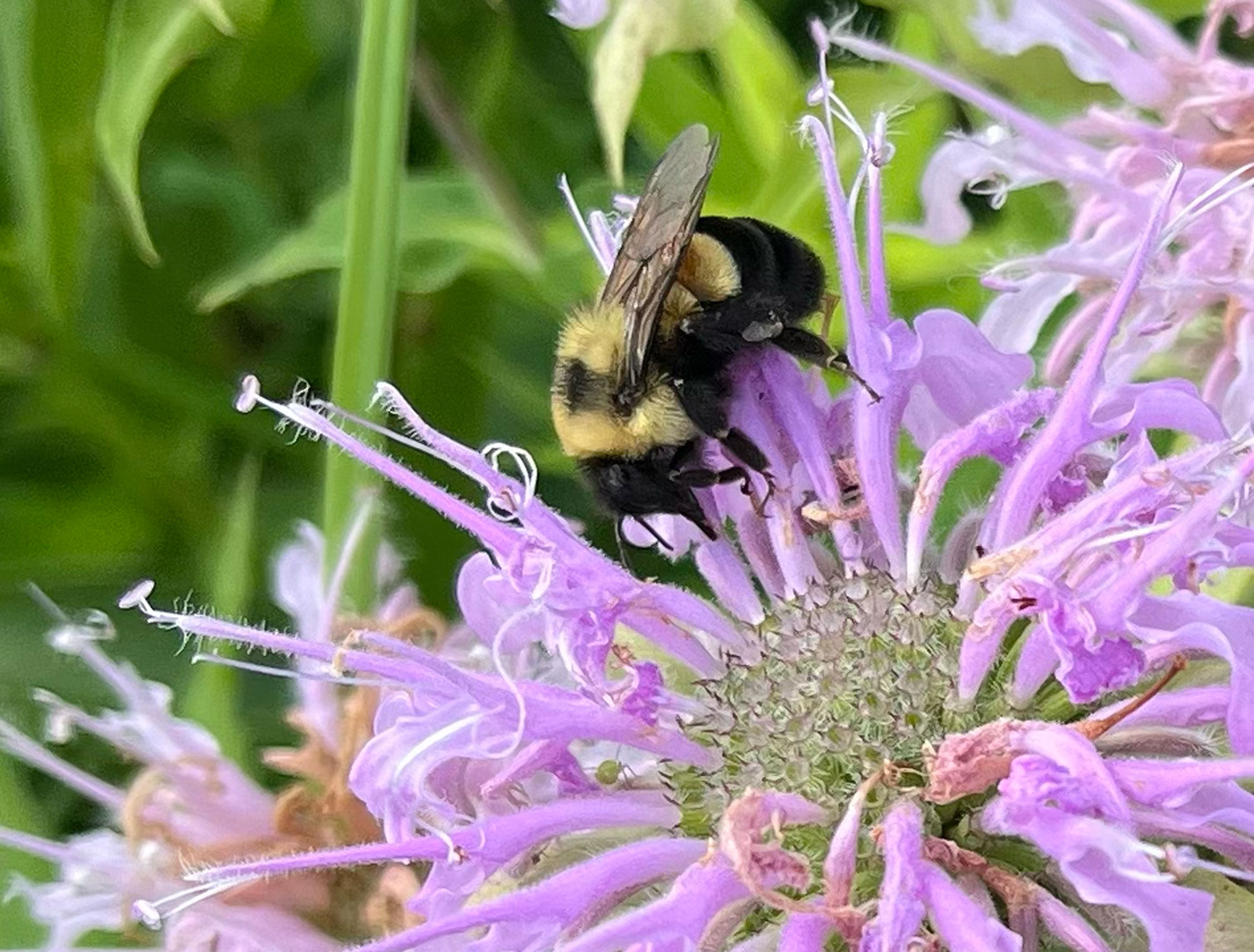 Forest Preserve staff discover endangered species not seen in the preserves since 1983