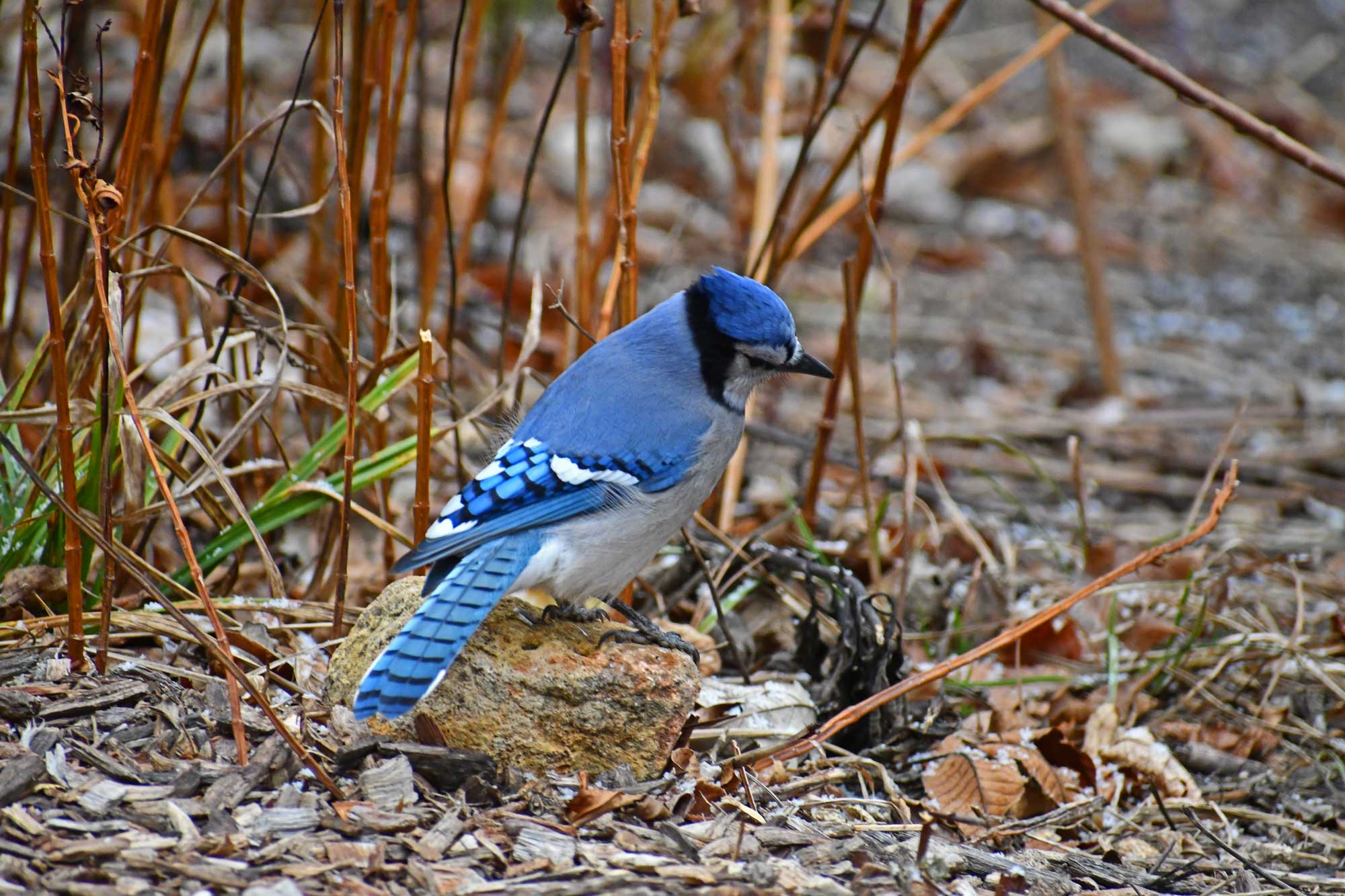 Blue jay standing on a rock with vegetation in the background.