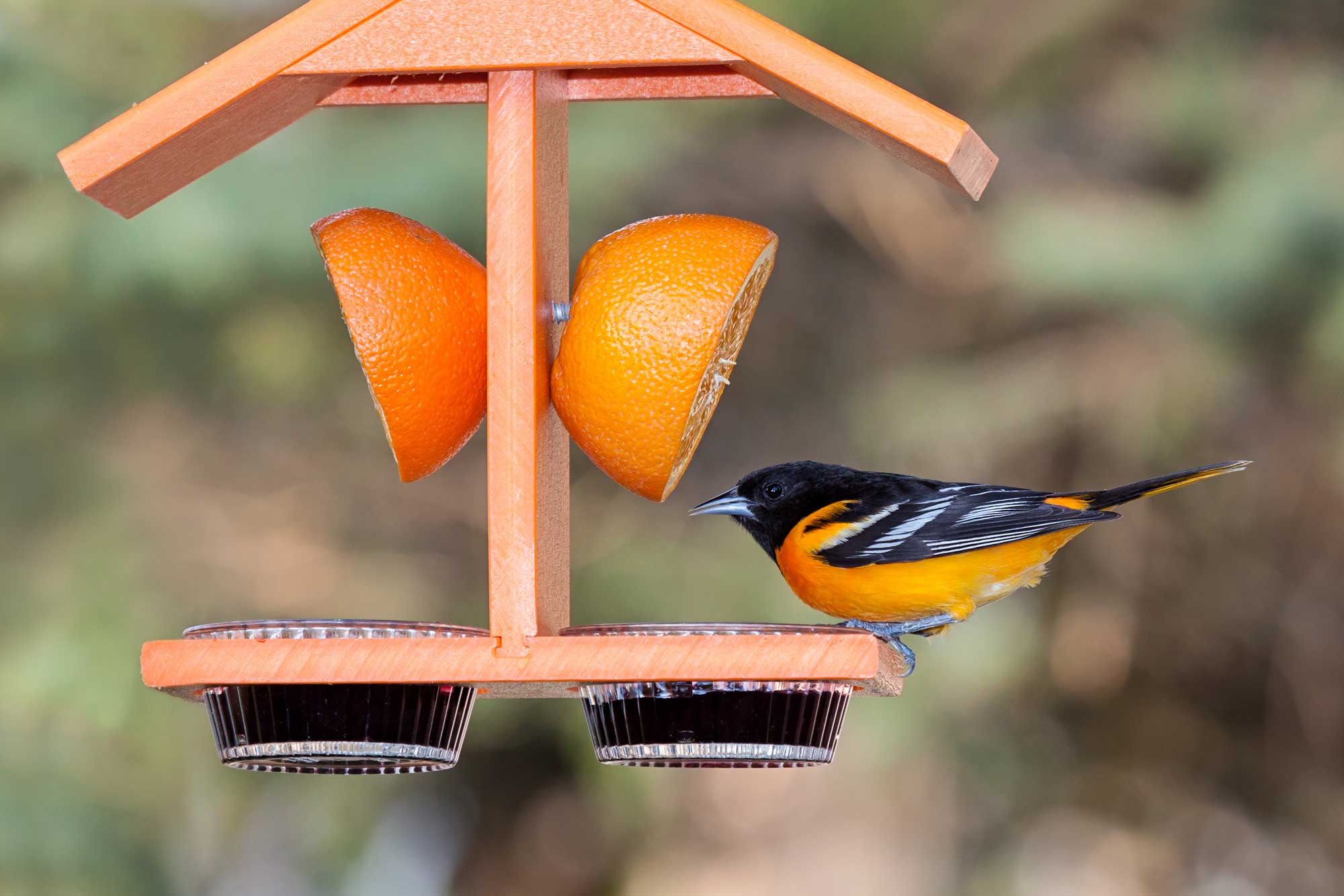 Baltimore oriole perched on a bird feeder with vegetation in the background.