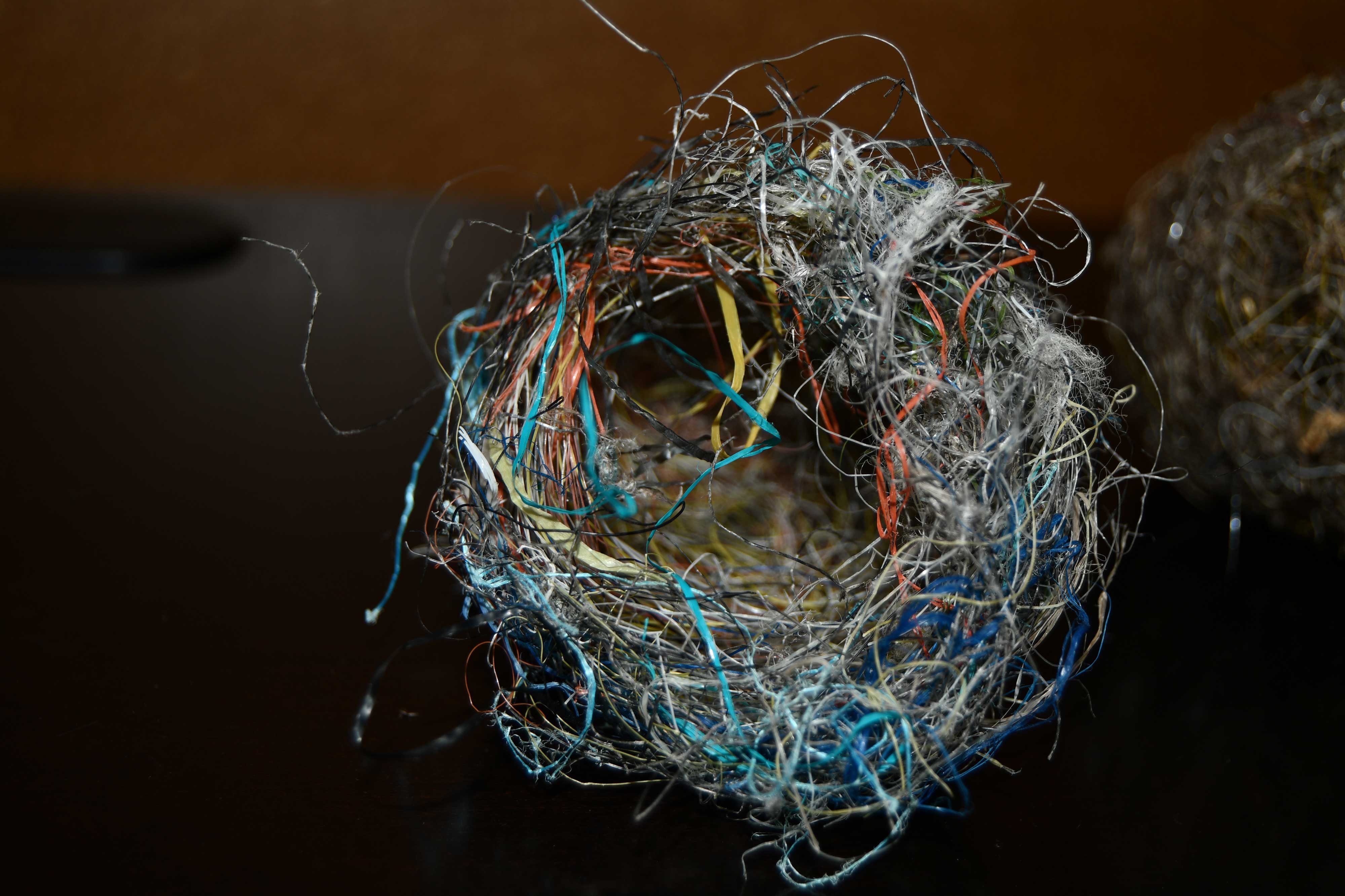 Oriole-Nest-Synthetic-Fibers-FREEC-Glenn_P_Knoblock-April-2019_4298.jpg