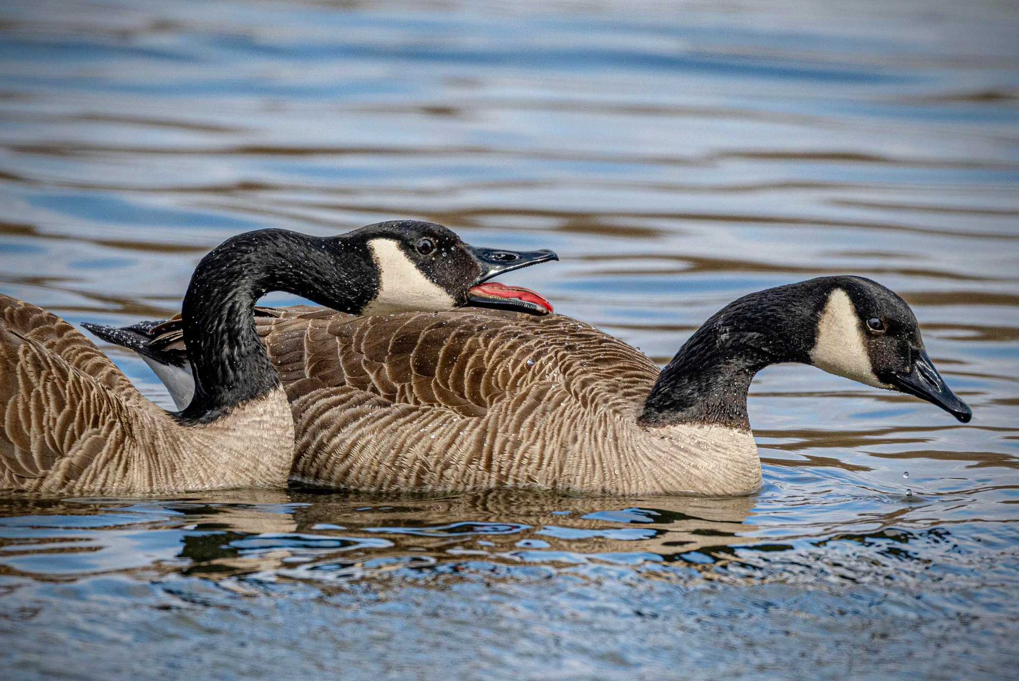 Two Canada geese swimming in the water.