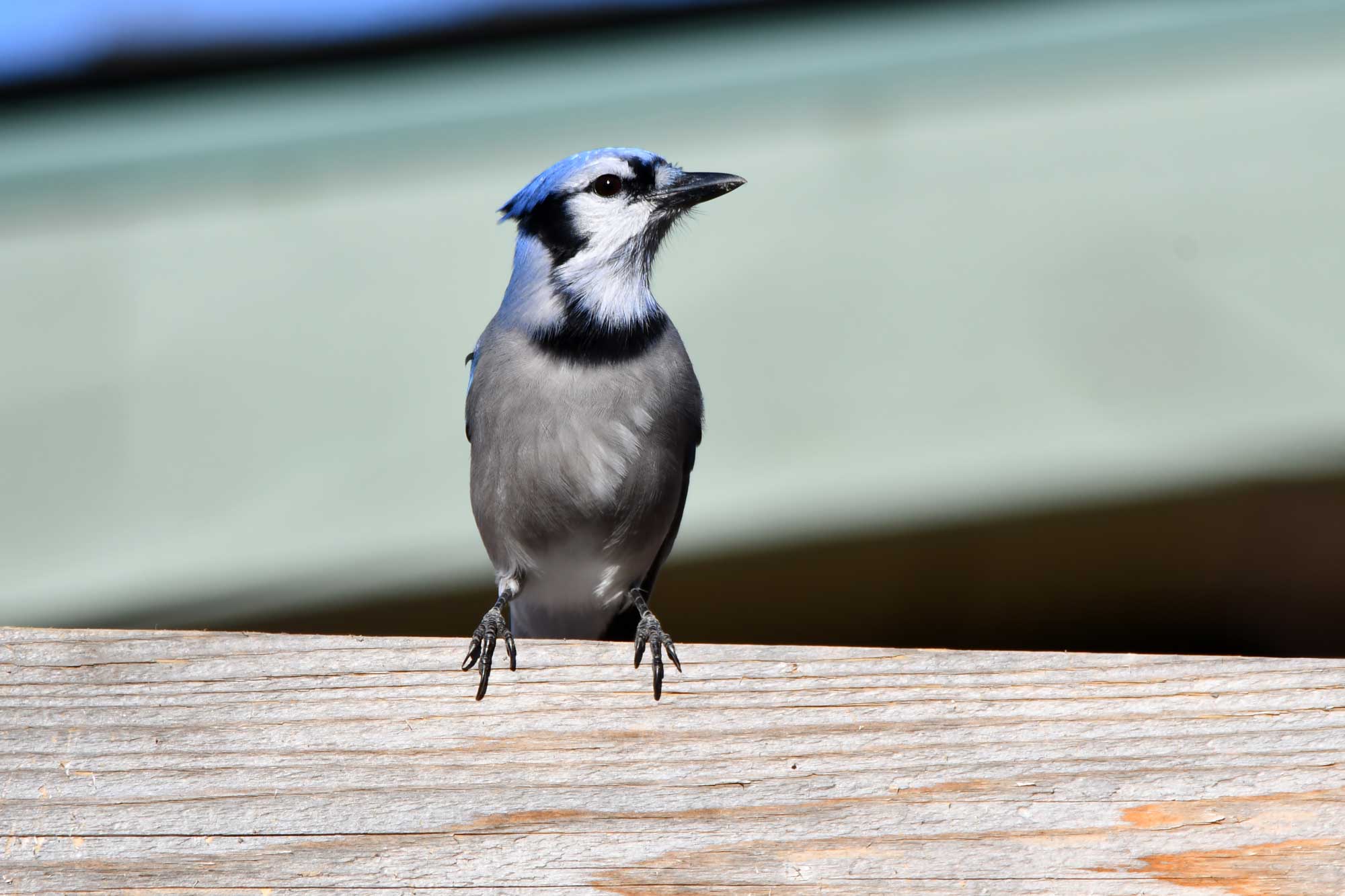 Blue jay perched on a wooden fence.