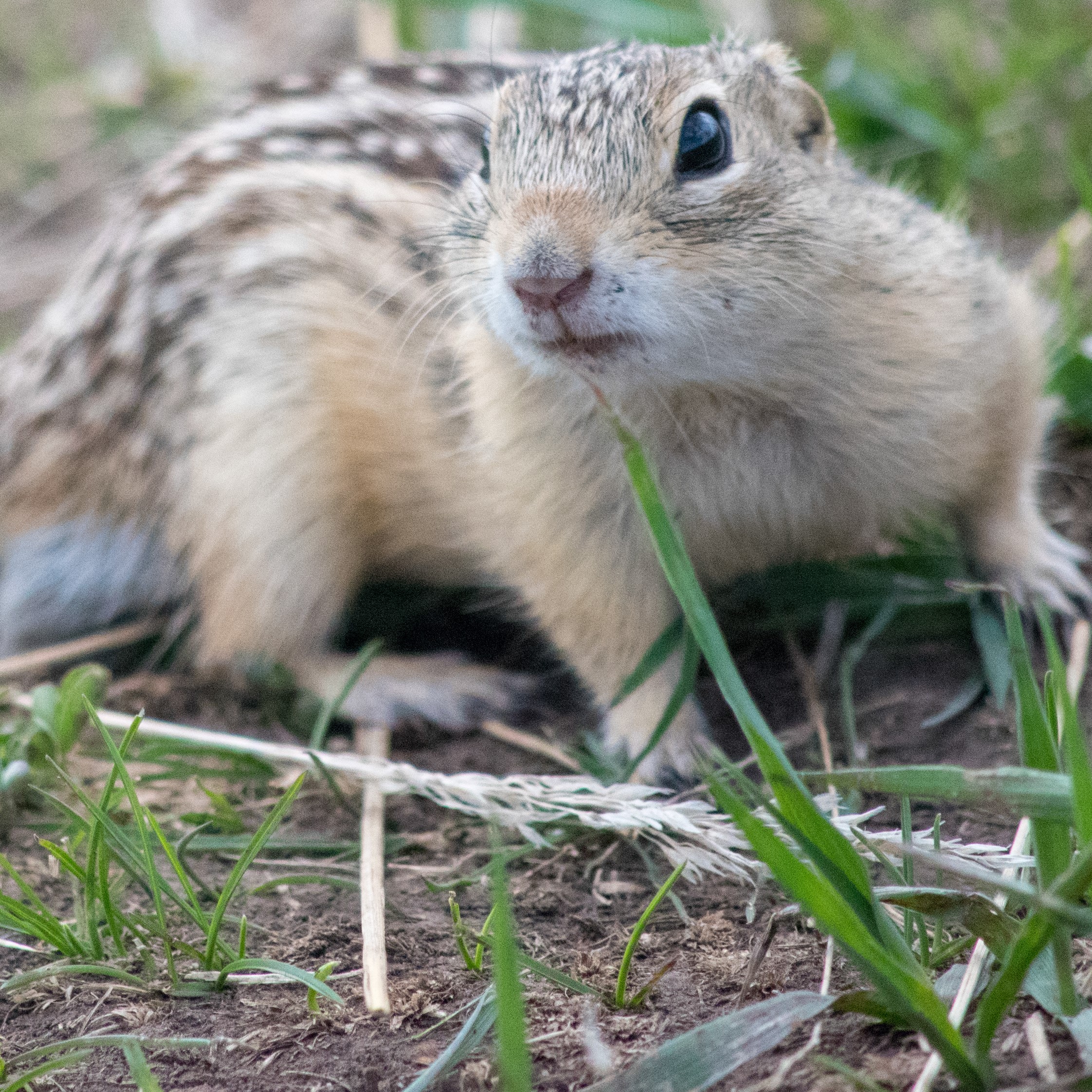 A ground squirrel in the grass.