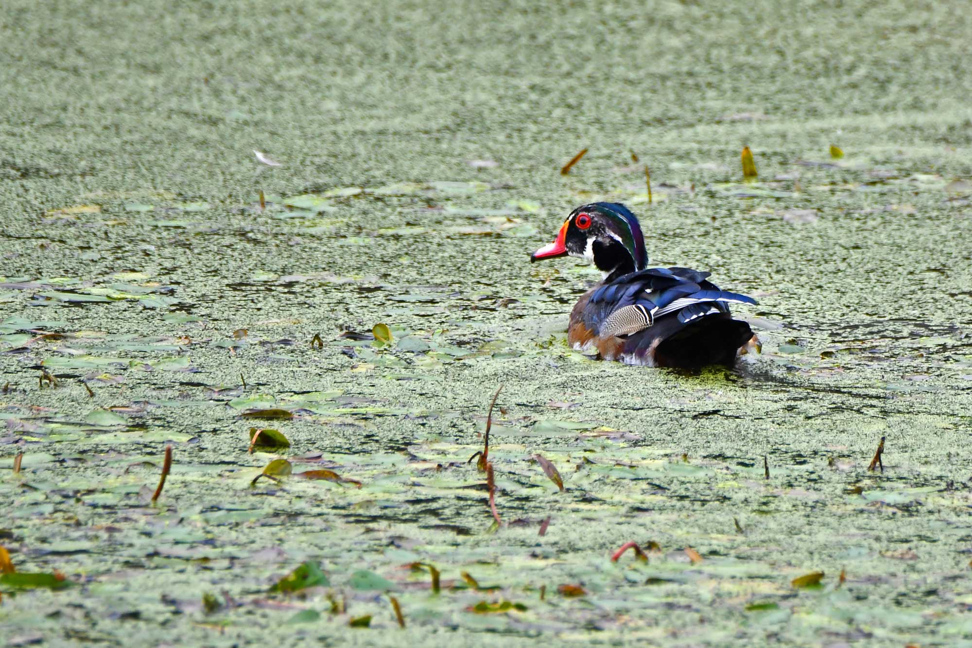 Wood duck swimming in the water.