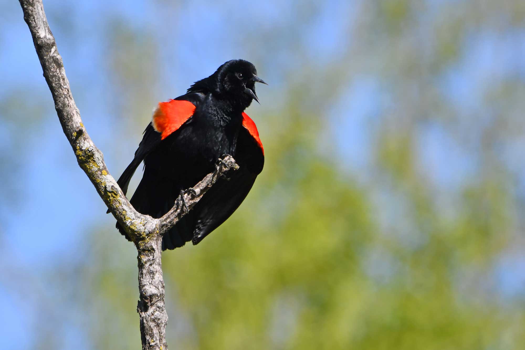 Red-winged blackbird perched on a branch with vegetation in the background.