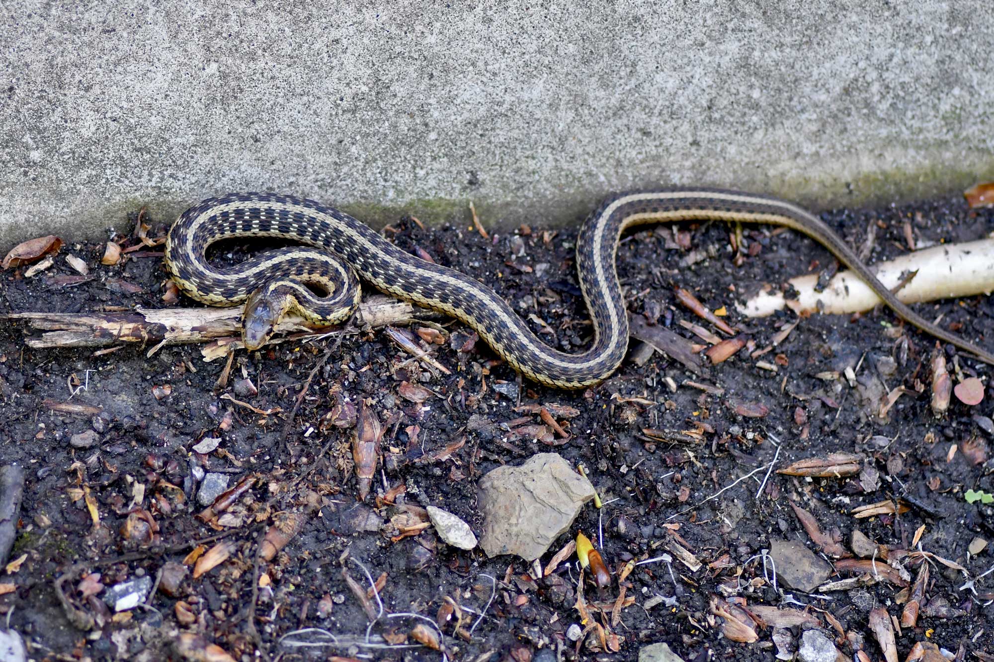 Garter snake sitting in dirt next to a stone wall.