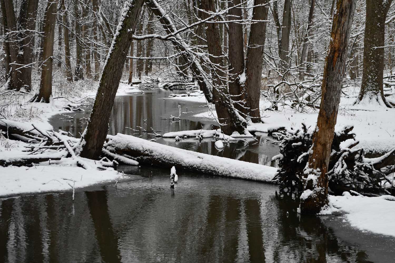 Winter got you feeling blue? Here's five ways to enjoy the season