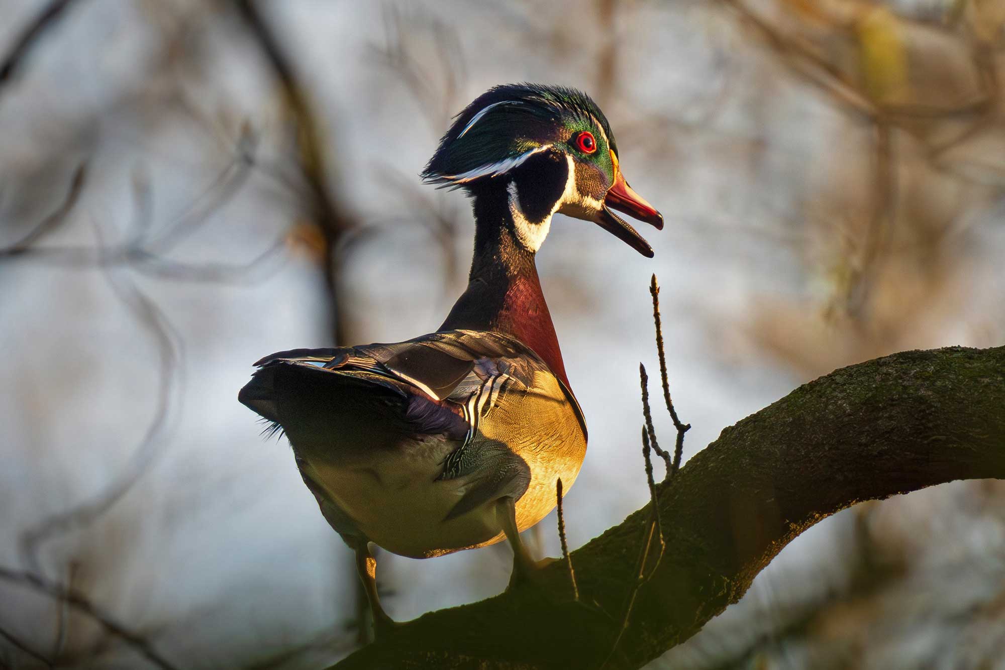Wood duck standing on a branch surrounded by other branches.