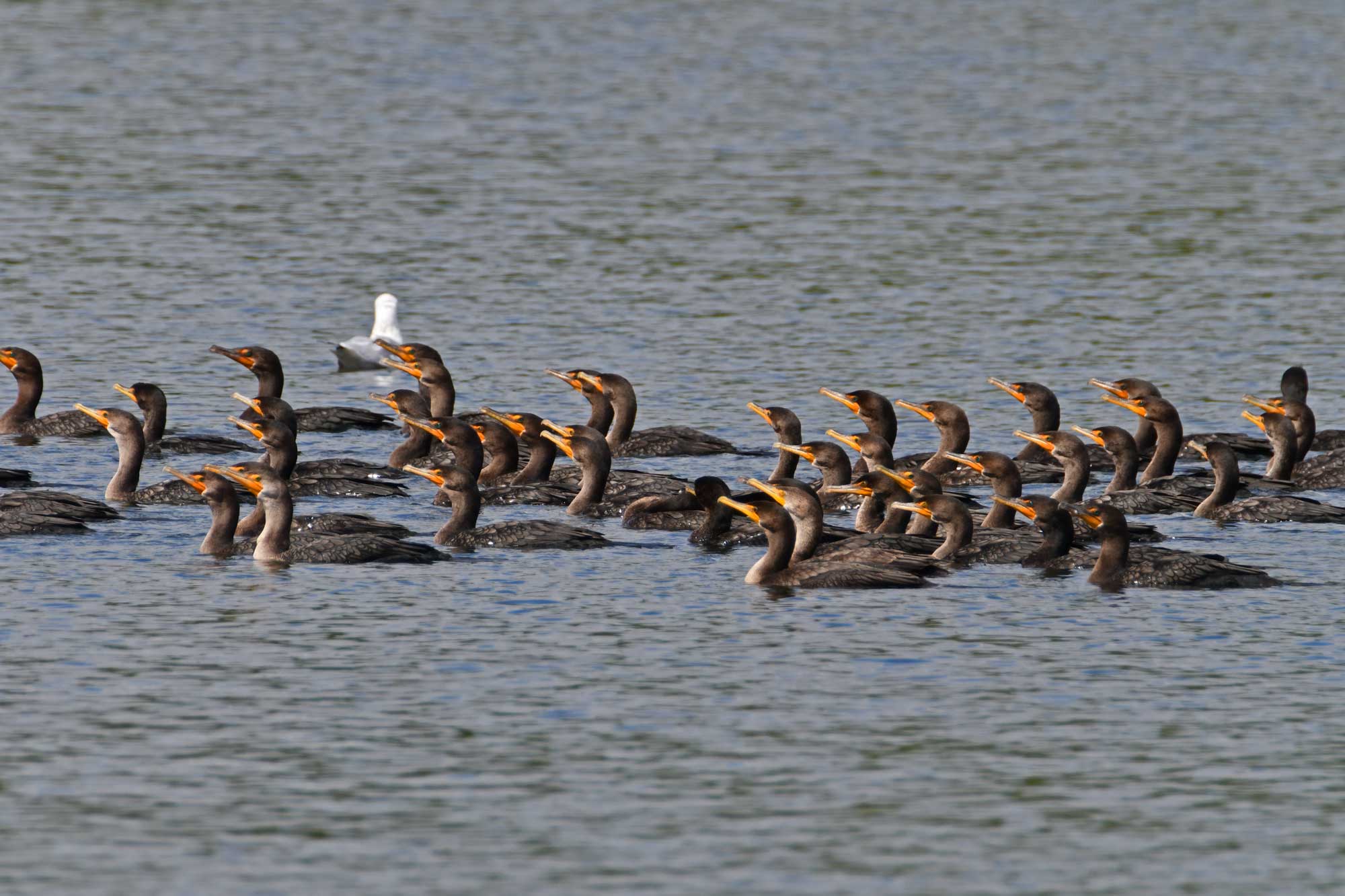 Group of double crested cormorants swimming in the water.
