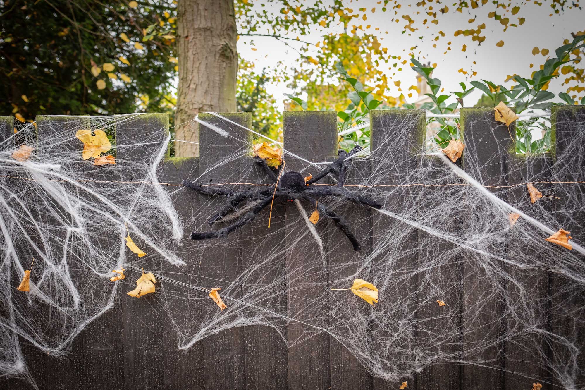 Scary situation: Fake spiderwebs a real fright for wildlife